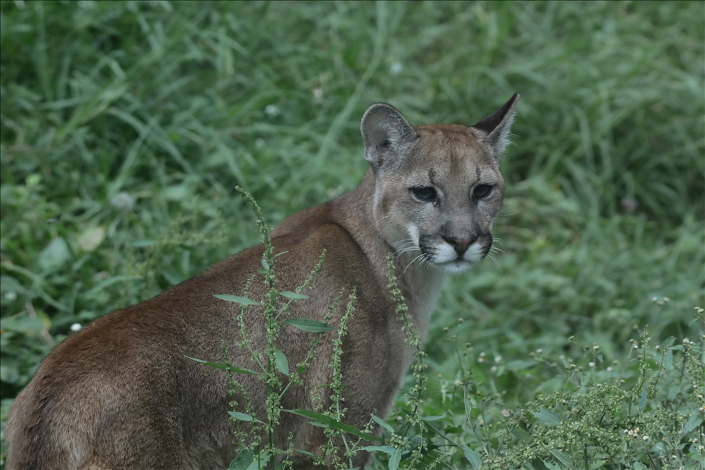 Kolombiya'da 3 Mart Dünya Yaban Hayatı Günü
