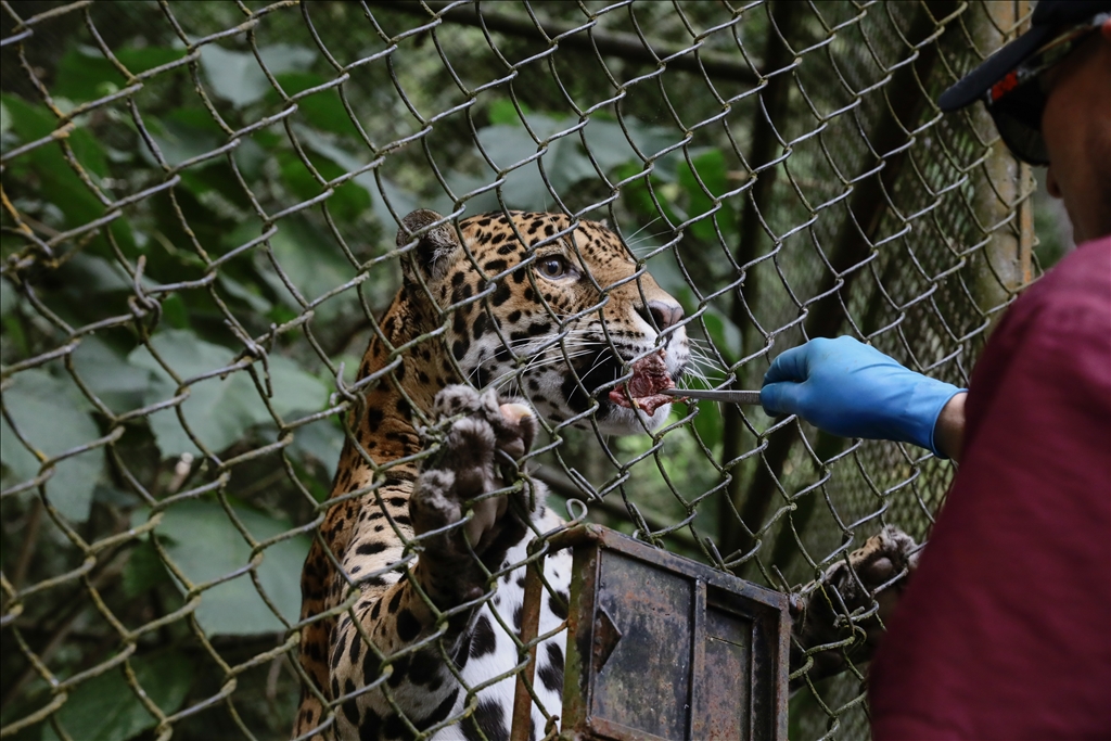 Kolombiya'da 3 Mart Dünya Yaban Hayatı Günü