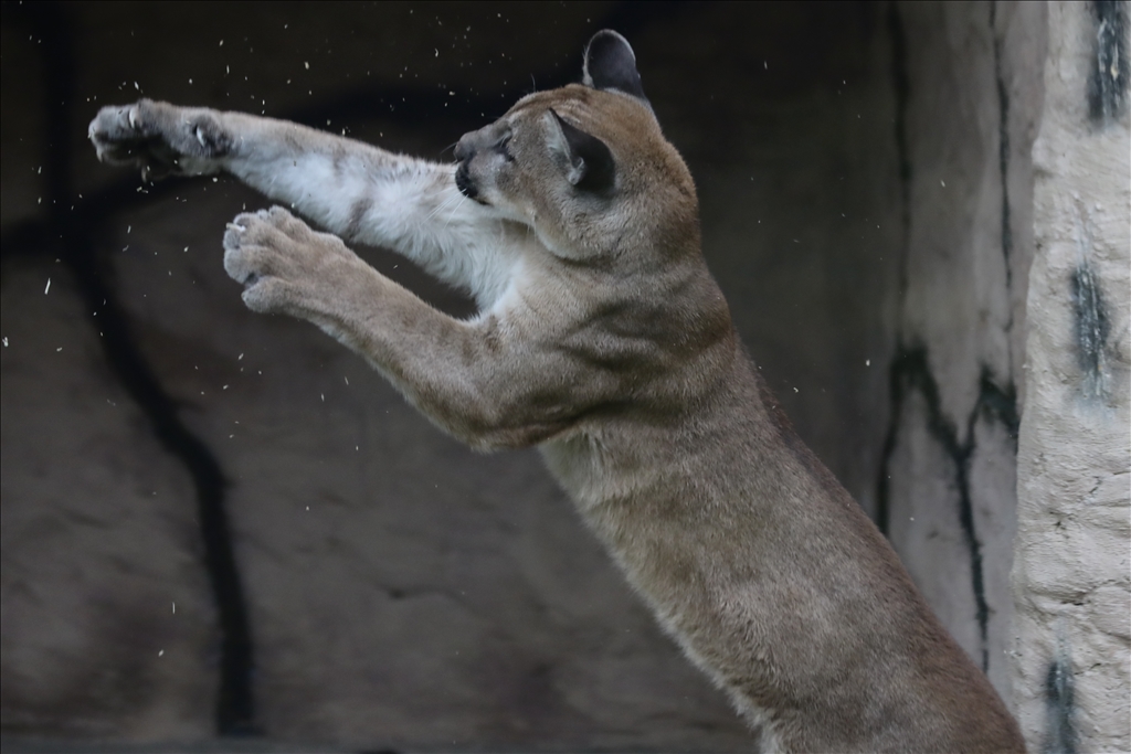 Kolombiya'da 3 Mart Dünya Yaban Hayatı Günü
