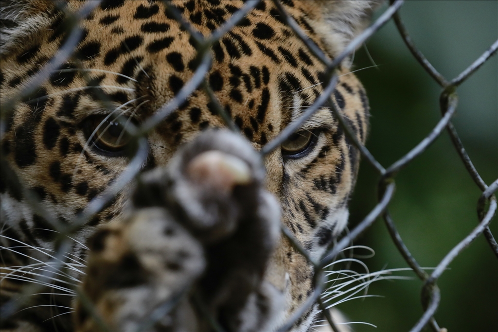 Kolombiya'da 3 Mart Dünya Yaban Hayatı Günü