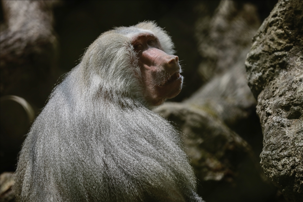 Kolombiya'da 3 Mart Dünya Yaban Hayatı Günü