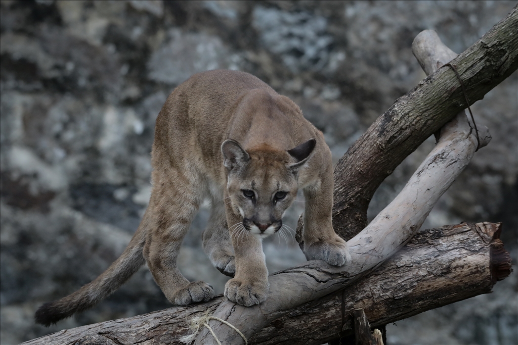 Kolombiya'da 3 Mart Dünya Yaban Hayatı Günü