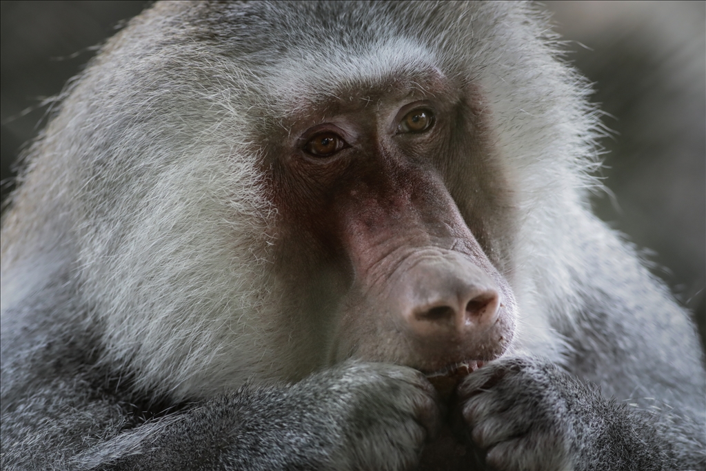 Kolombiya'da 3 Mart Dünya Yaban Hayatı Günü