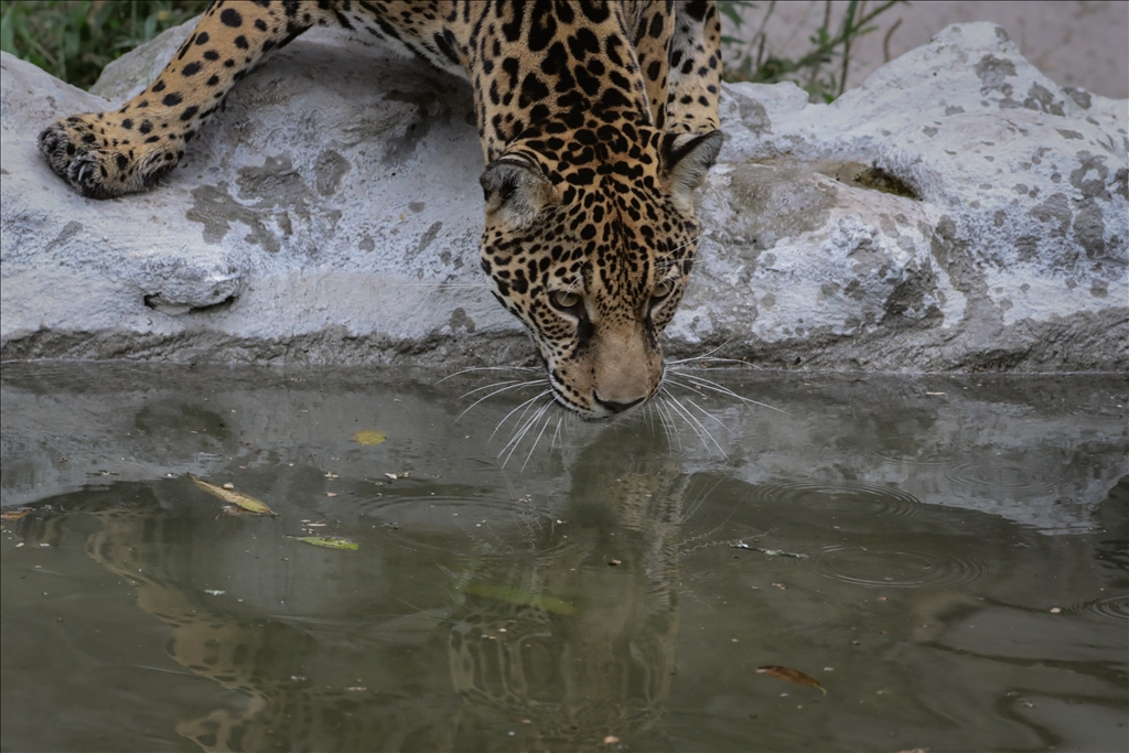 Kolombiya'da 3 Mart Dünya Yaban Hayatı Günü