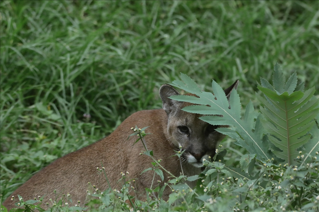 Kolombiya'da 3 Mart Dünya Yaban Hayatı Günü