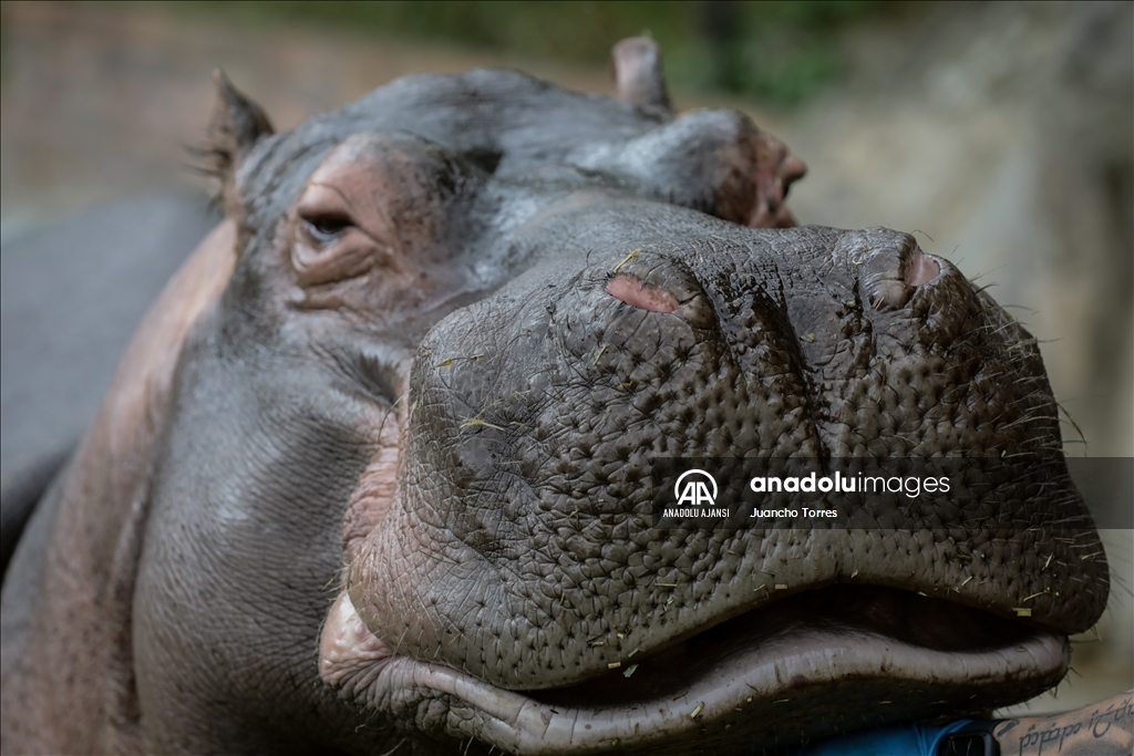 Kolombiya'da 3 Mart Dünya Yaban Hayatı Günü