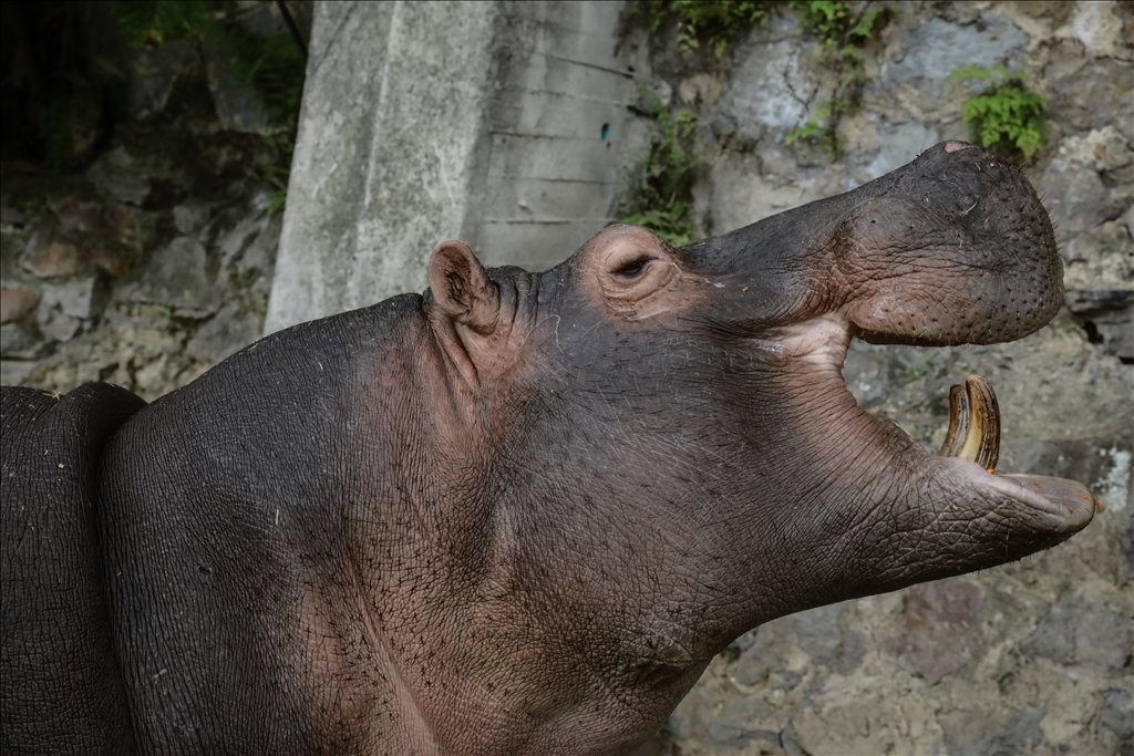 Kolombiya'da 3 Mart Dünya Yaban Hayatı Günü