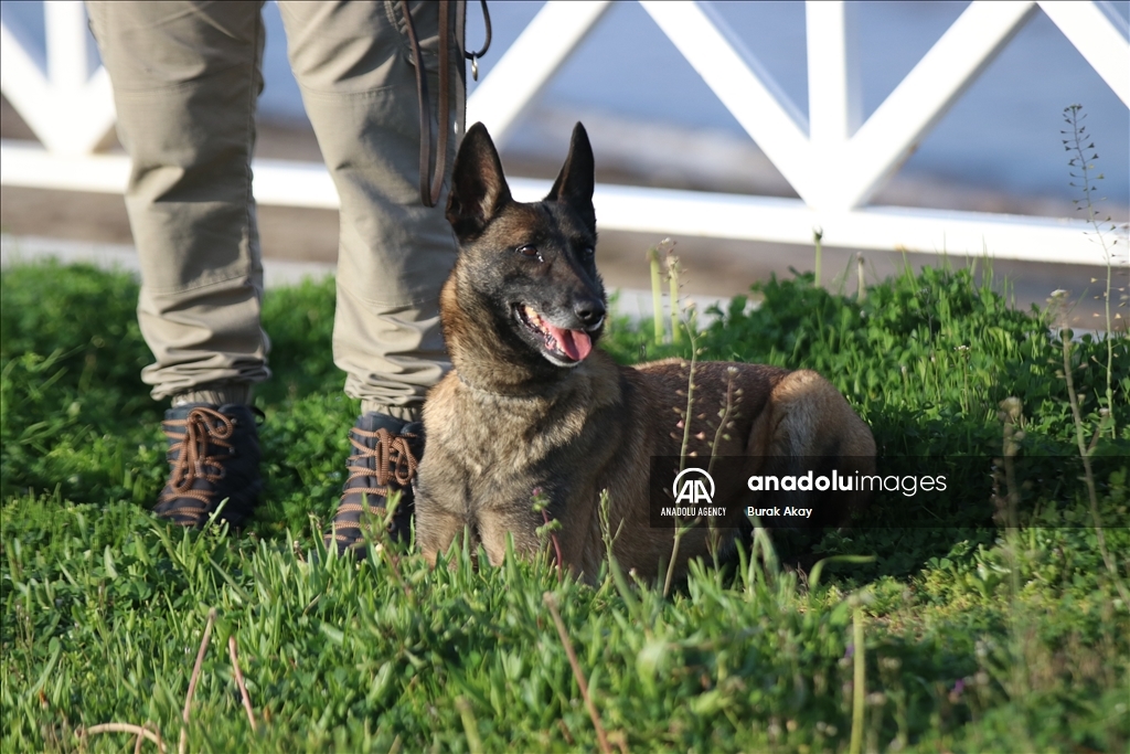 Собаки-детекторы наркотиков «Арес» и «Лина» не отставляют шанс торговцам «отравой»