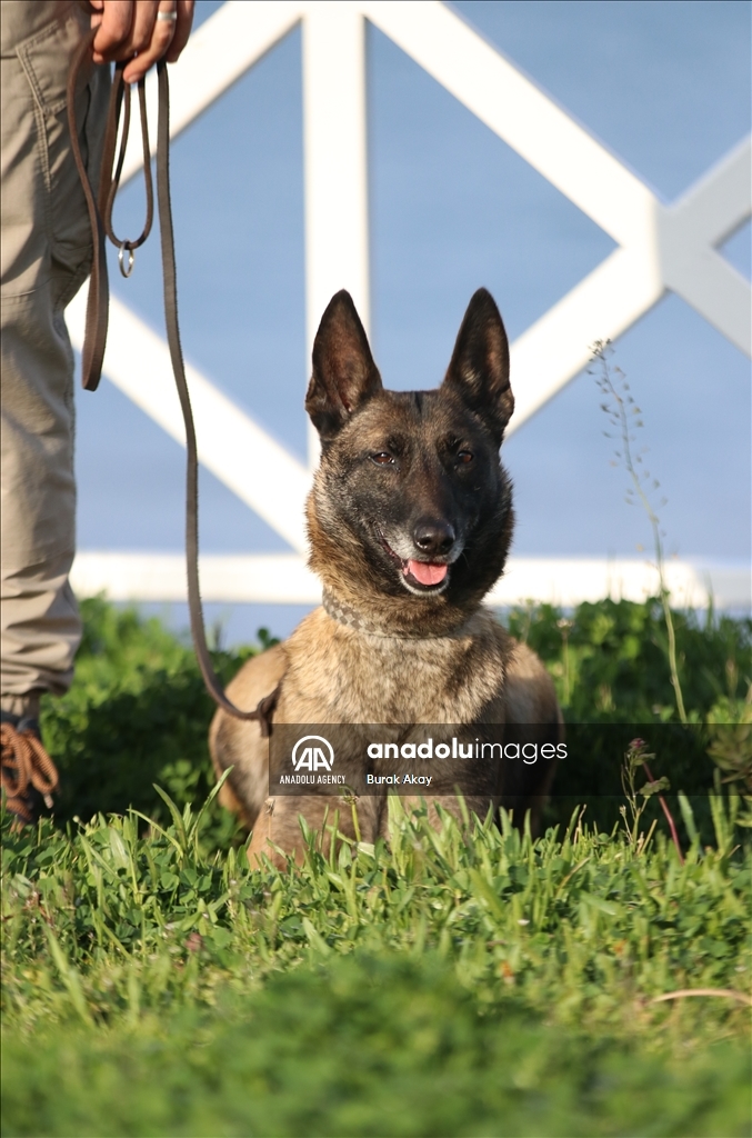 Собаки-детекторы наркотиков «Арес» и «Лина» не отставляют шанс торговцам «отравой»