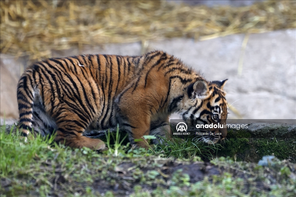 Sumatran tiger cub unveiled at Rome's Bioparco zoological garden