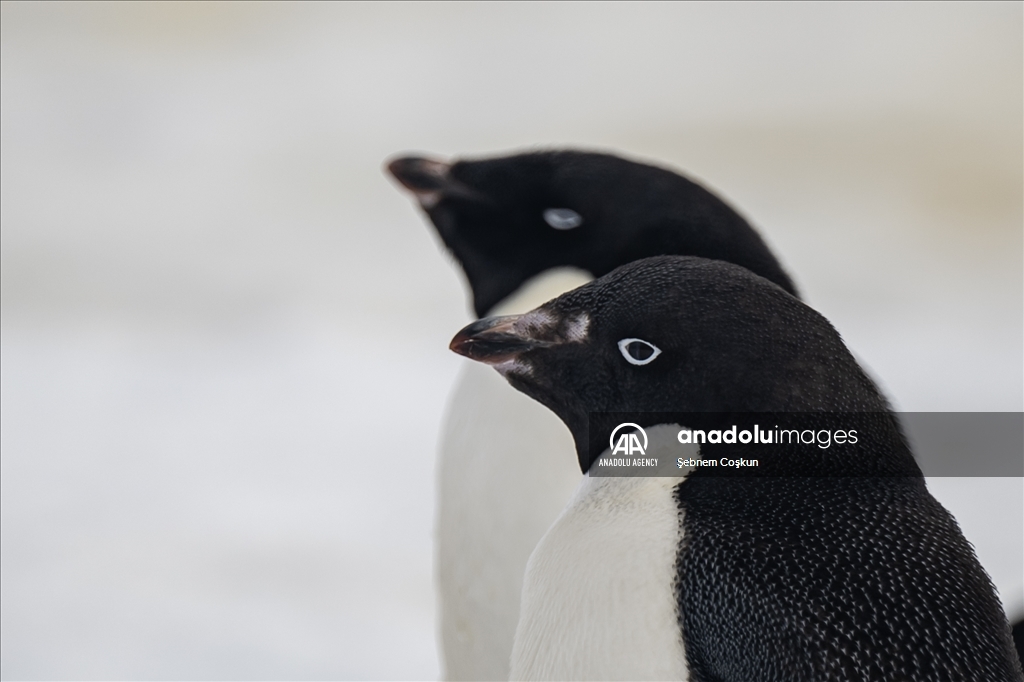 8th National Antarctic Science Expedition: Journey to future of world