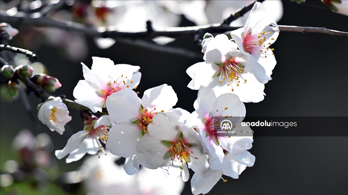 Almond trees blossom in Turkiye's Mugla