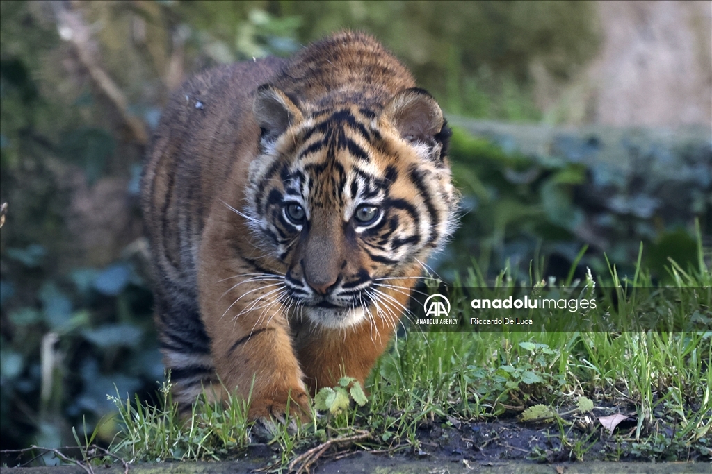 Sumatran tiger cub unveiled at Rome's Bioparco zoological garden