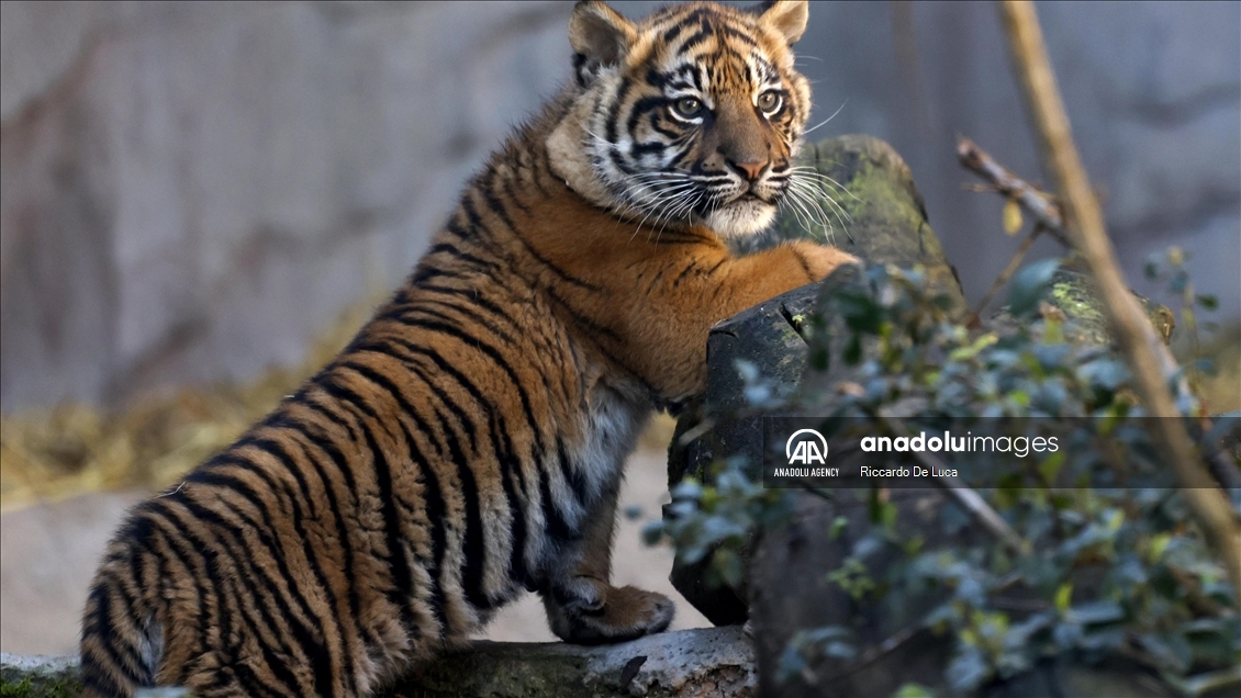 Sumatran tiger cub unveiled at Rome's Bioparco zoological garden