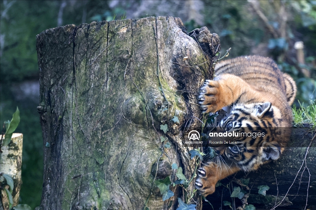 Sumatran tiger cub unveiled at Rome's Bioparco zoological garden