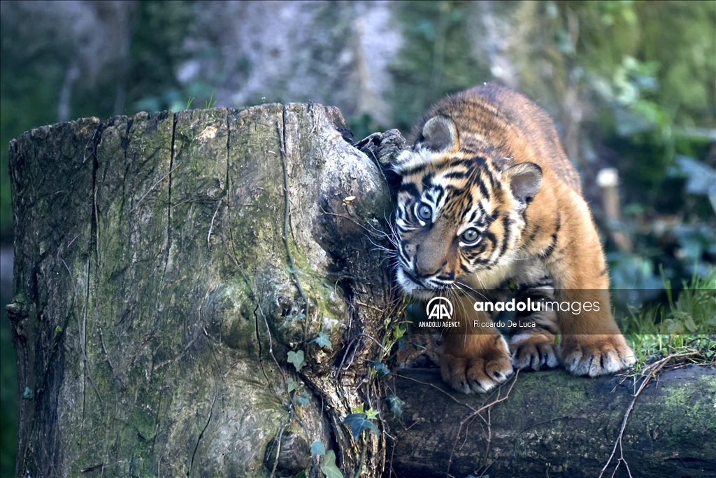 Sumatran tiger cub unveiled at Rome's Bioparco zoological garden