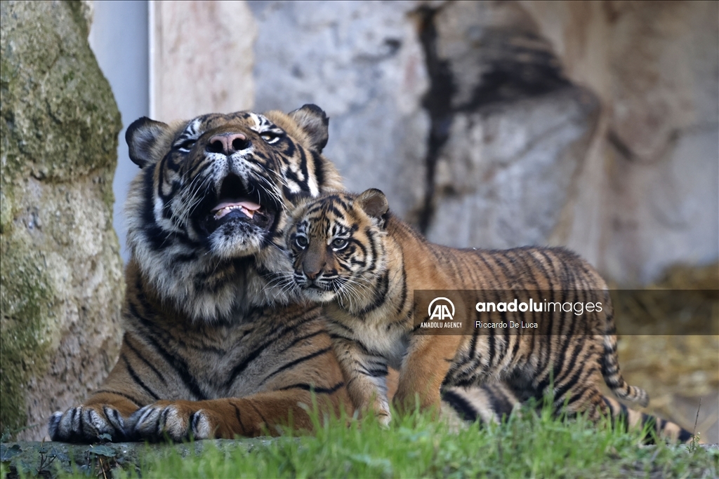 Sumatran tiger cub unveiled at Rome's Bioparco zoological garden
