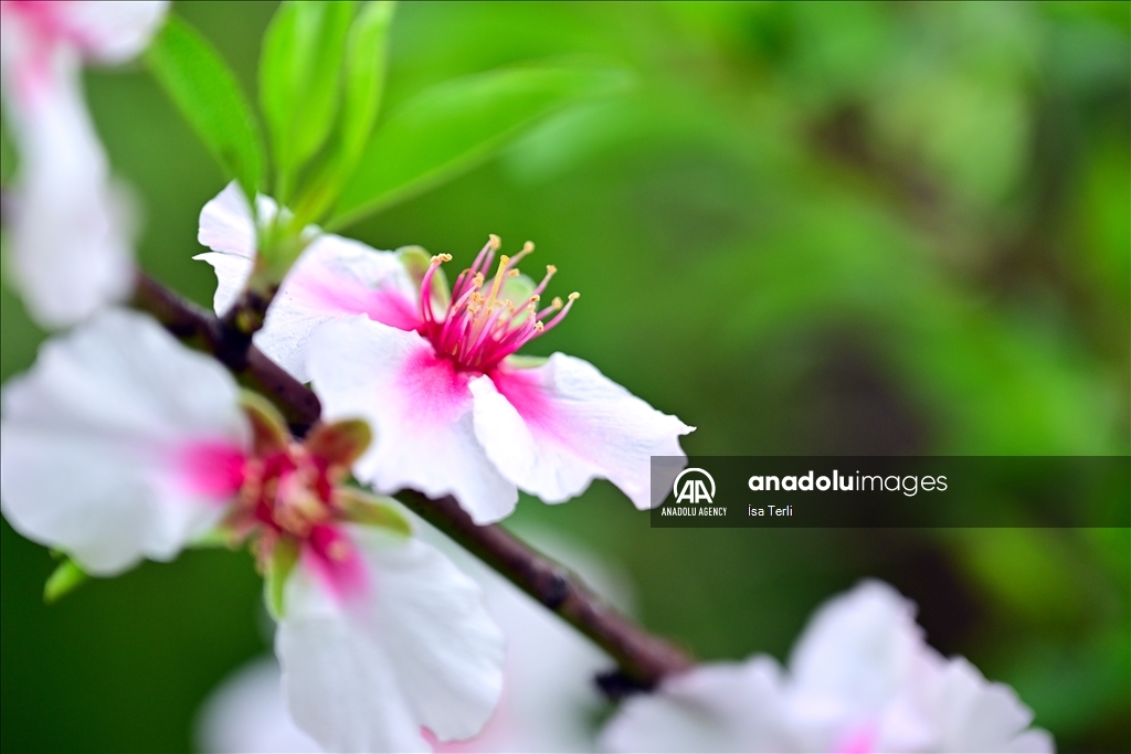 Almond trees blossom in Turkiye's Mugla