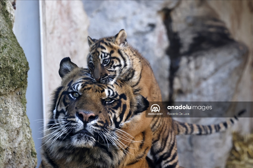 Sumatran tiger cub unveiled at Rome's Bioparco zoological garden