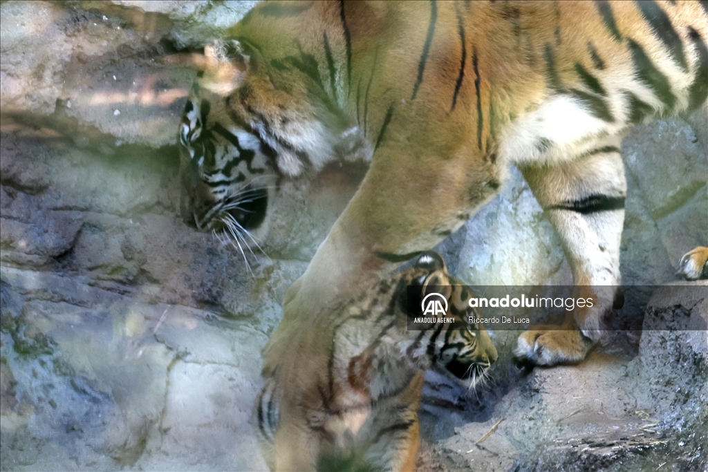 Sumatran tiger cub unveiled at Rome's Bioparco zoological garden