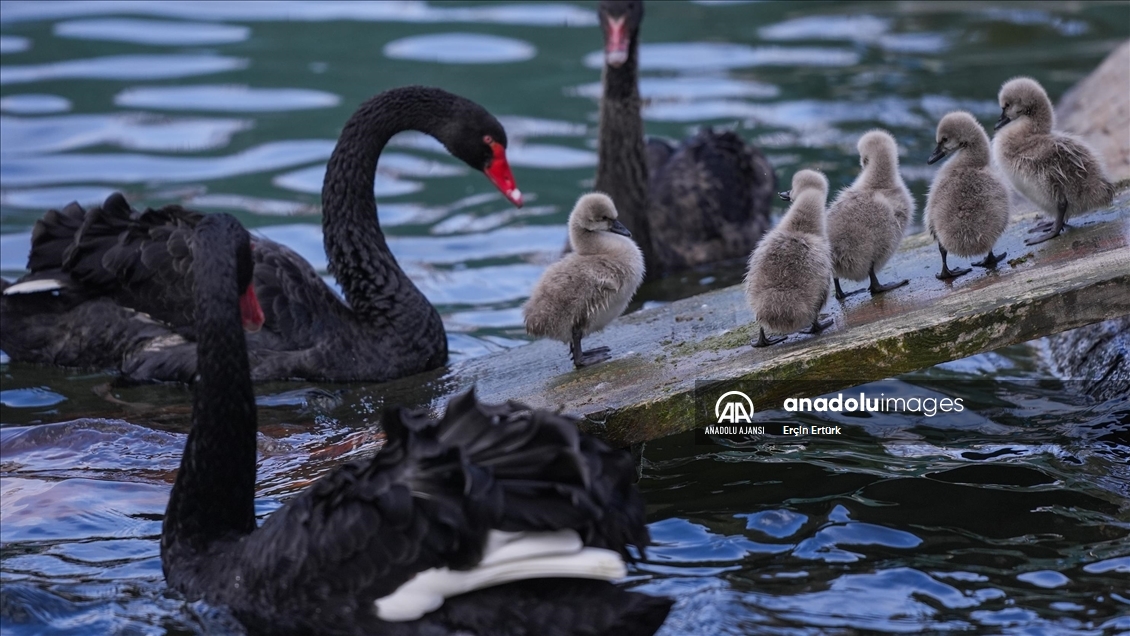 Kuğulu Park'ın yavru kuğuları