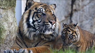 Sumatran tiger cub unveiled at Rome's Bioparco zoological garden​​​​​​​