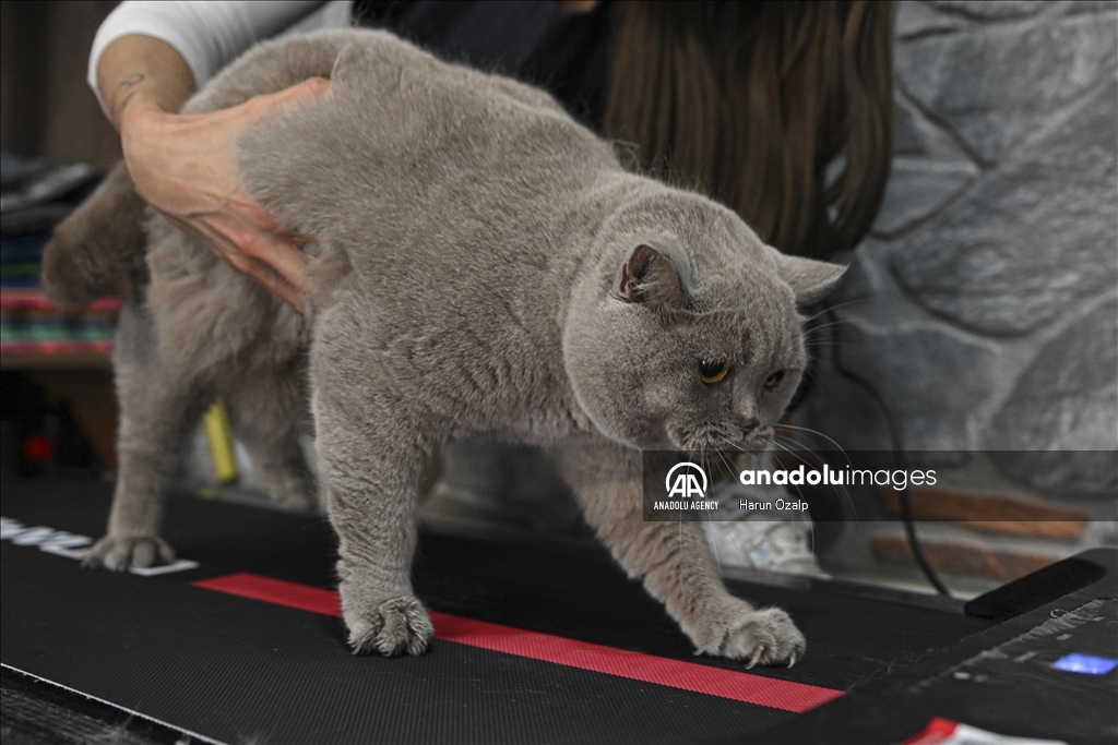 Turkiye: Gojazna mačka "Širaz" mršavi radeći pilates i plivajuć 