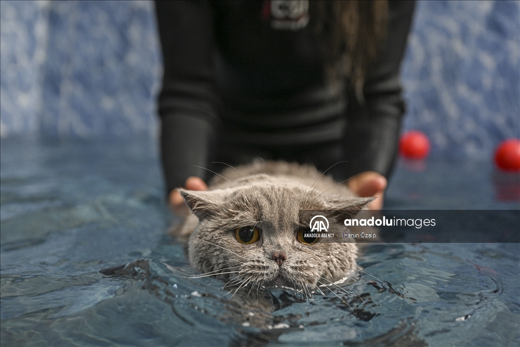 Turkiye: Gojazna mačka "Širaz" mršavi radeći pilates i plivajuć 