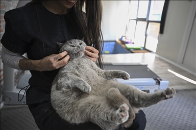 Turkiye: Gojazna mačka "Širaz" mršavi radeći pilates i plivajući 
