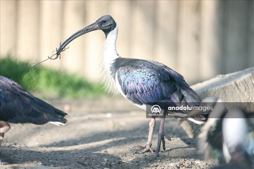 Saman boyunlu ibis kuşu ve mandarin ördeği Bursa'daki hayvanat bahçesinde korunuyor