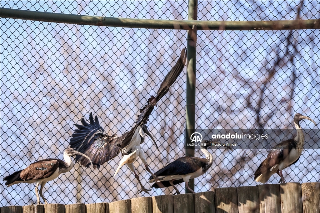 Saman boyunlu ibis kuşu ve mandarin ördeği Bursa'daki hayvanat bahçesinde korunuyor
