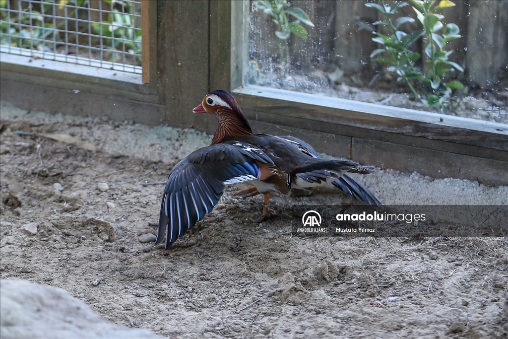 Saman boyunlu ibis kuşu ve mandarin ördeği Bursa'daki hayvanat bahçesinde korunuyor