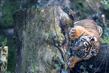 Mladunče sumatranskog tigra posebna atrakcija Zoološkog vrta u Rimu 