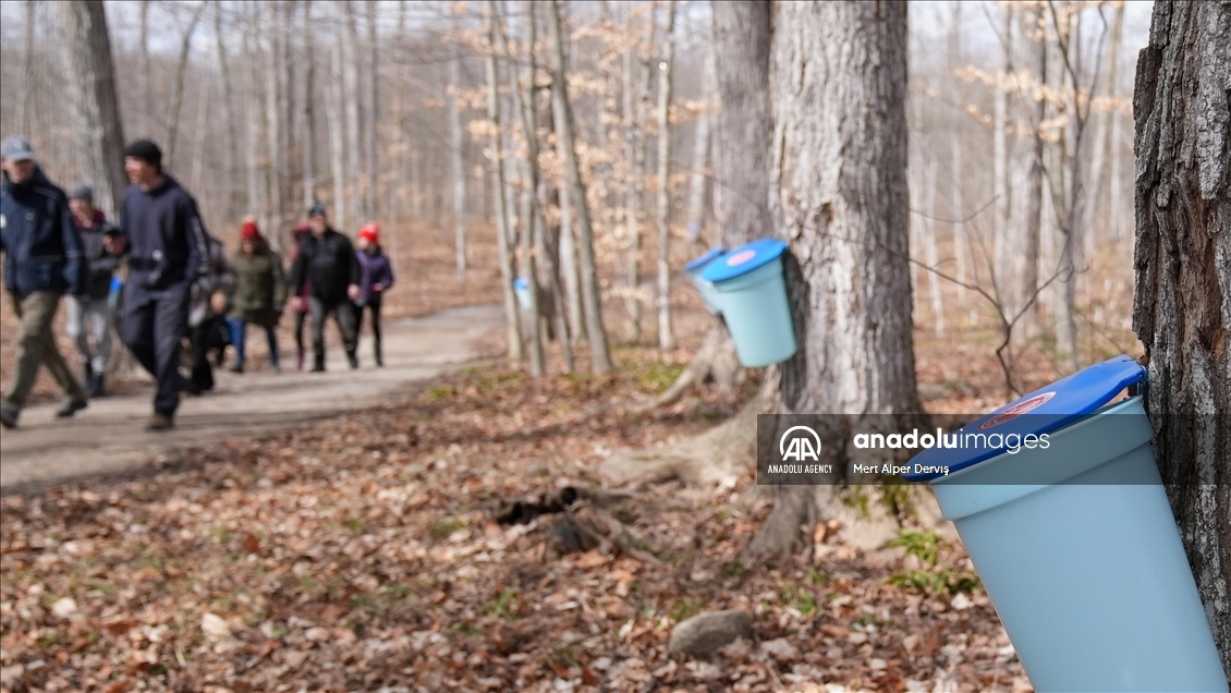 Mountsberg's Maple Town in Canada