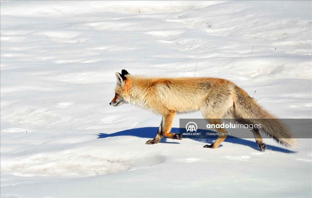 Red fox hunts on snow covered terrains