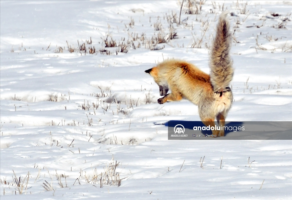 Red fox hunts on snow covered terrains