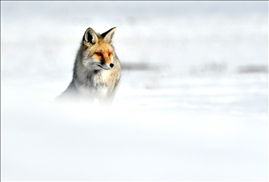 Red fox hunts on snow covered terrains in Türkiye's Kars