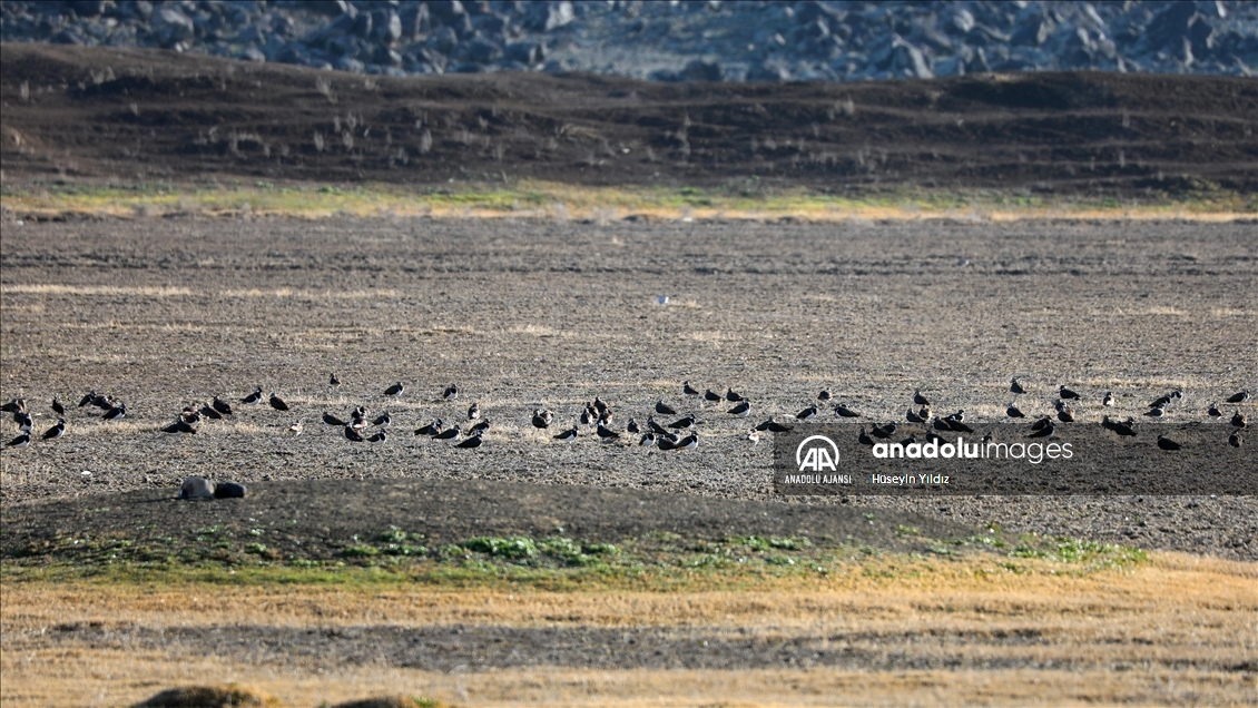 Ağrı Dağı'nın eteklerindeki Erhacı Sulak Alanı, güneyden gelen kuşları ağırlamaya başladı