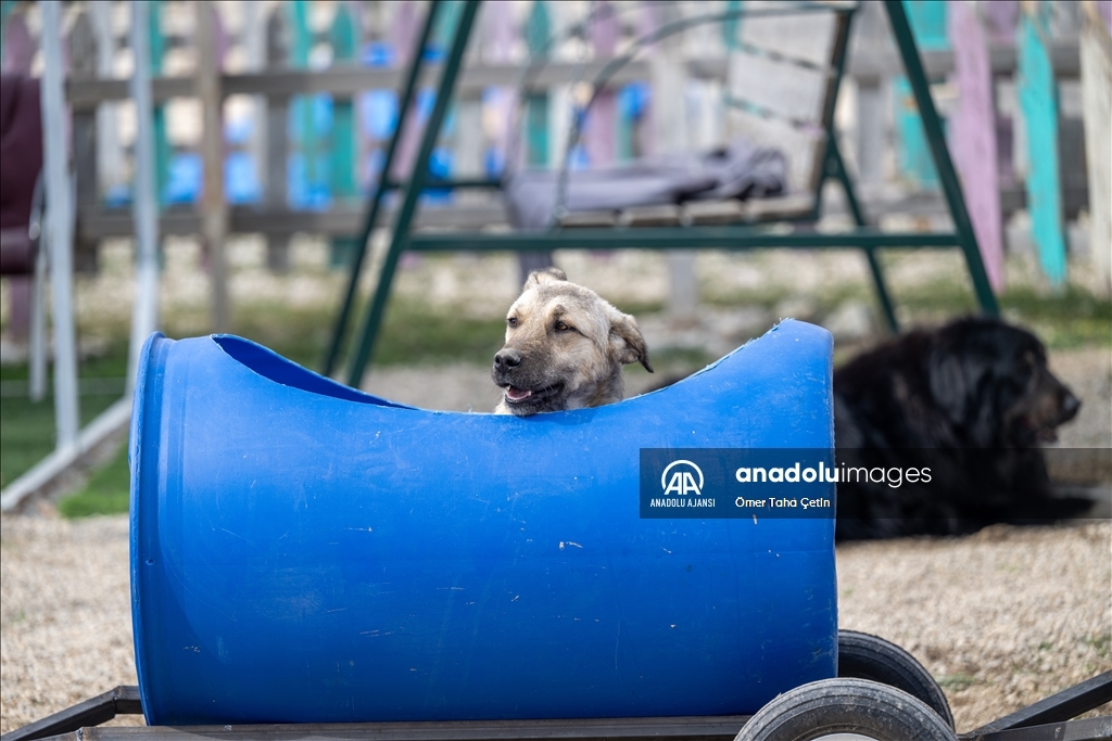 Engelli köpekleri varillerden yaptığı "tren"le gezdiriyor