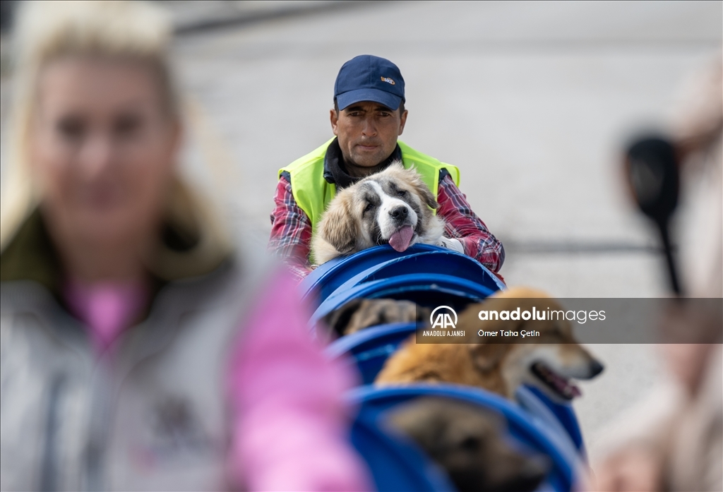 Engelli köpekleri varillerden yaptığı "tren"le gezdiriyor