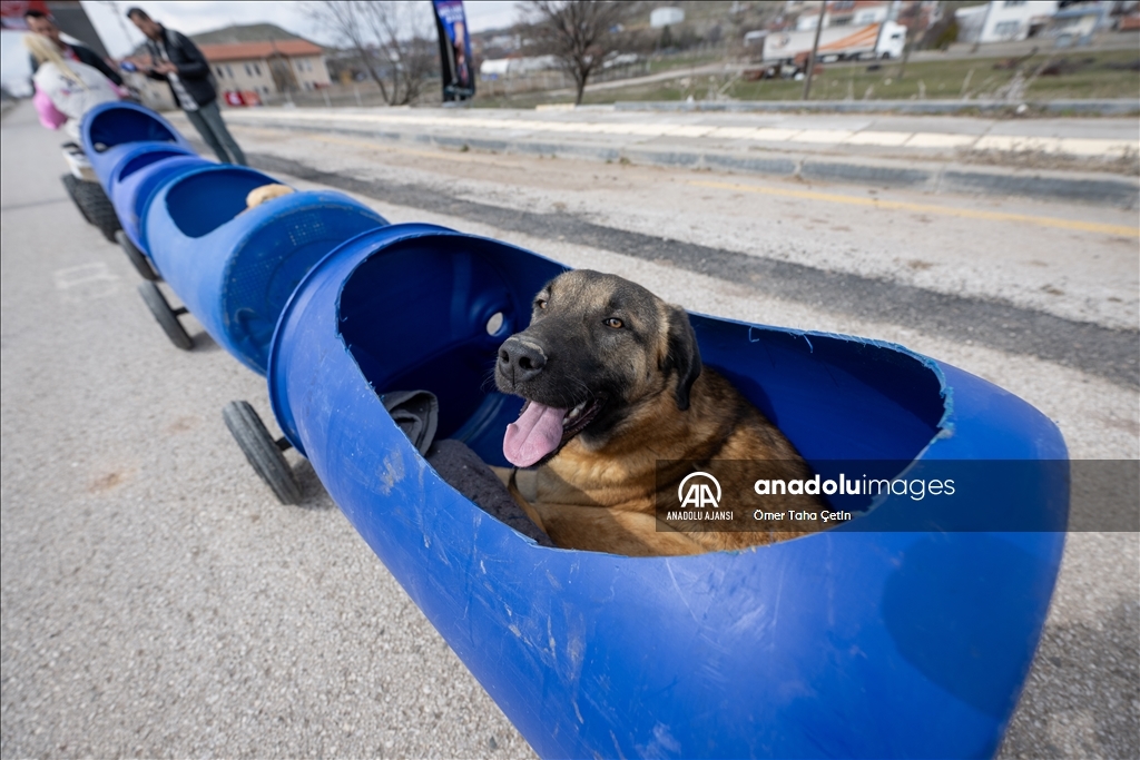 Engelli köpekleri varillerden yaptığı "tren"le gezdiriyor