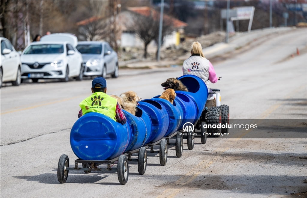 Engelli köpekleri varillerden yaptığı "tren"le gezdiriyor
