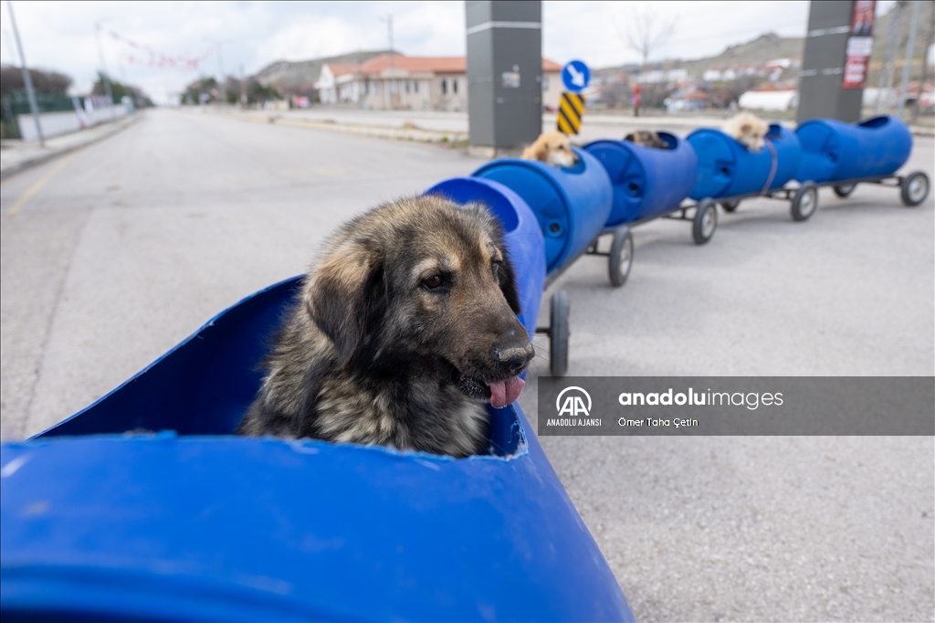 Engelli köpekleri varillerden yaptığı "tren"le gezdiriyor