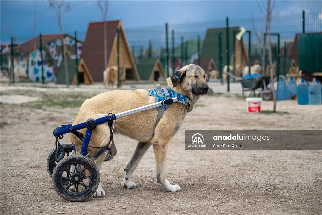 Engelli köpekleri varillerden yaptığı "tren"le gezdiriyor