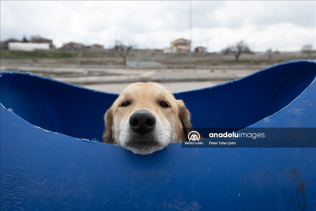 Engelli köpekleri varillerden yaptığı "tren"le gezdiriyor