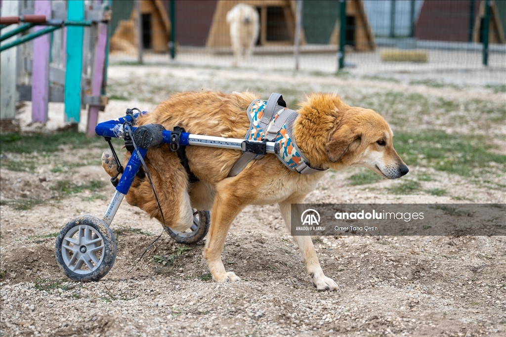 Engelli köpekleri varillerden yaptığı "tren"le gezdiriyor