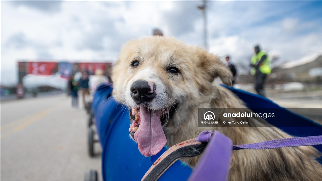 Engelli köpekleri varillerden yaptığı "tren"le gezdiriyor