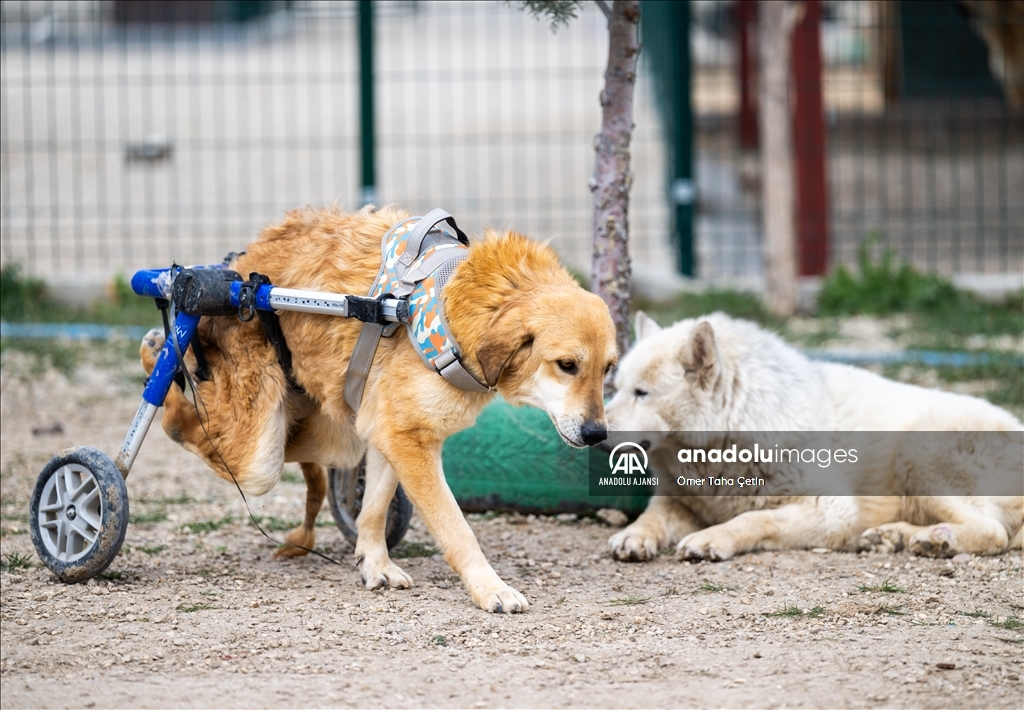 Engelli köpekleri varillerden yaptığı "tren"le gezdiriyor