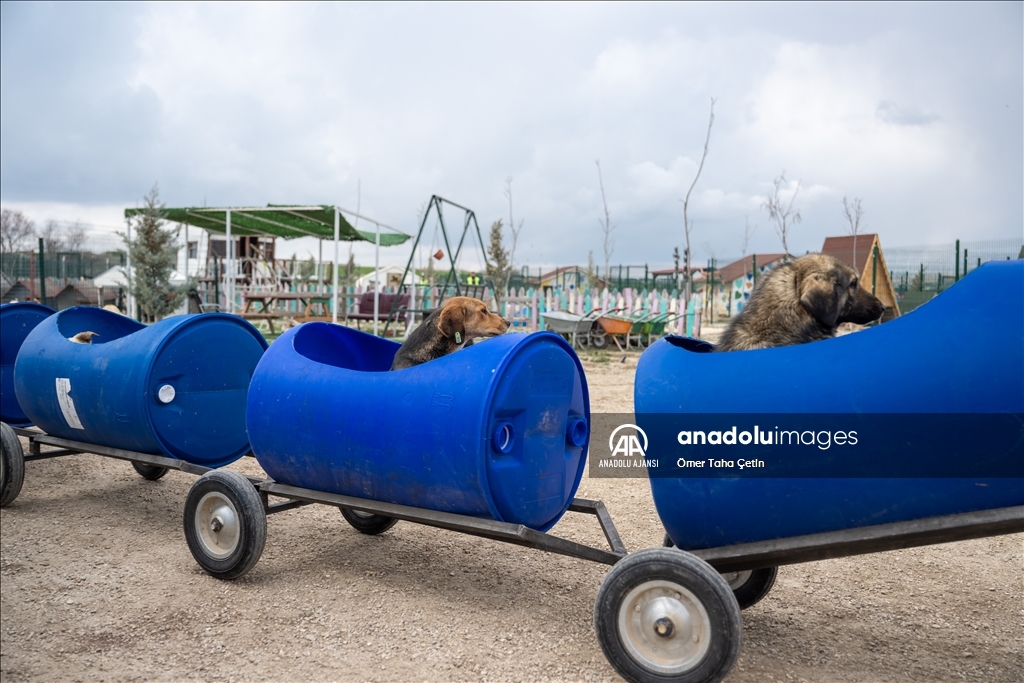 Engelli köpekleri varillerden yaptığı "tren"le gezdiriyor