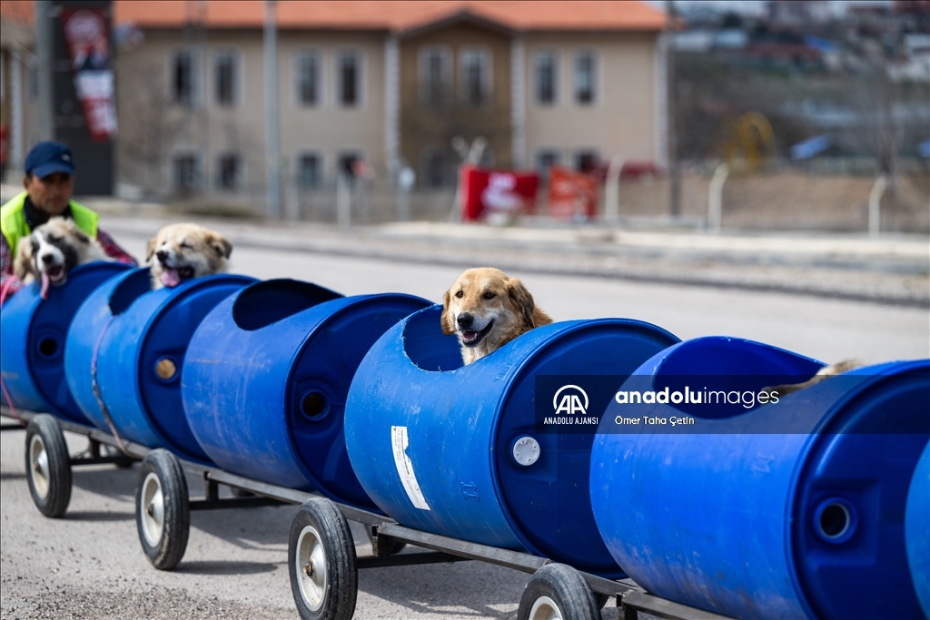 Engelli köpekleri varillerden yaptığı "tren"le gezdiriyor